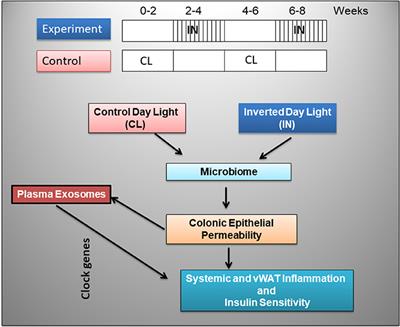 Exosomes and Metabolic Function in Mice Exposed to Alternating Dark-Light Cycles Mimicking Night Shift <mark class="highlighted">Work Schedules</mark>